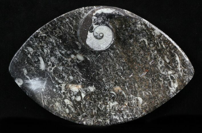 Fossil Goniatite Dish - / Inches Wide #35253